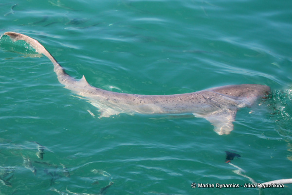sevengill shark, gansbaai, south africa